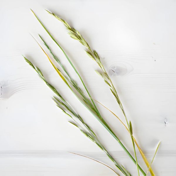 Fresh Shaker Grass Greens Online now - Image 4