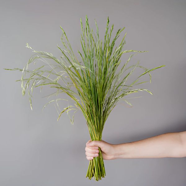 Fresh Shaker Grass Greens Online now - Image 2