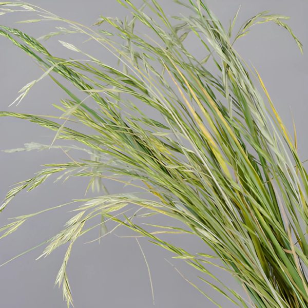 Fresh Shaker Grass Greens Online now